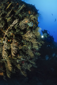 潜水员和黄柳珊瑚