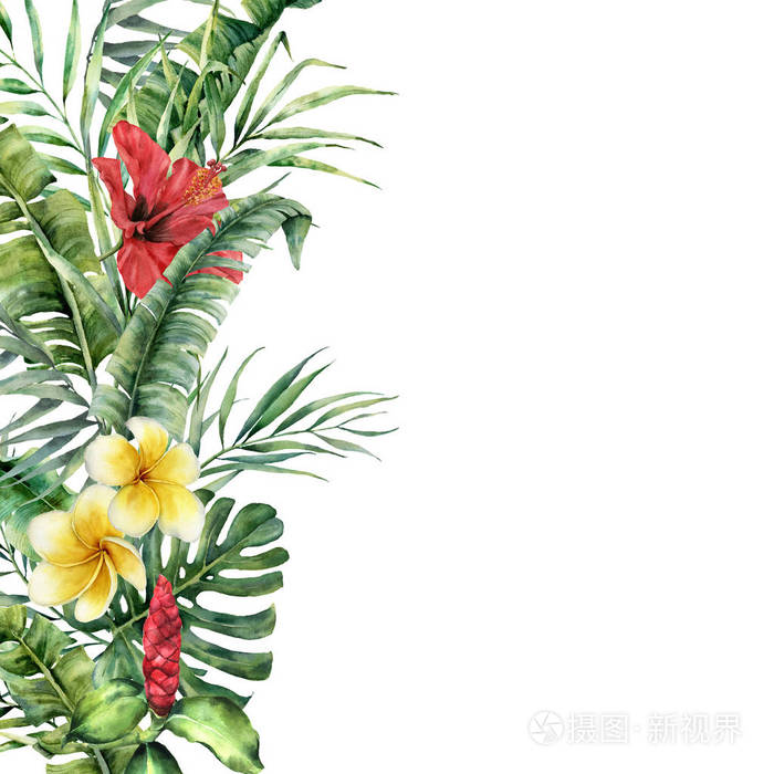 水彩热带边界与异国情调的叶子和花朵 手绘框架与棕榈叶 树枝 龟背竹 花 花 芙蓉在白色背景 下分离 植物学插画照片 正版商用图片08cect 摄图新视界