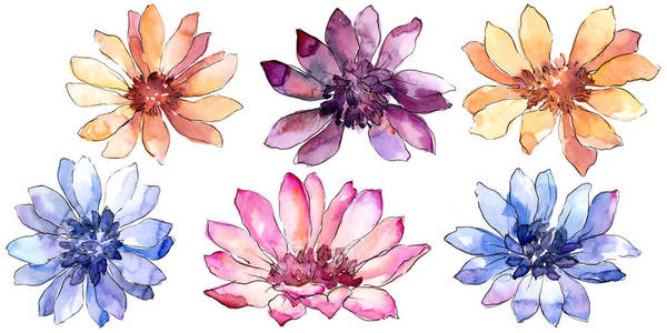 多彩的非洲雏菊。花卉植物花。独立的插图元素。背景质地包装图案框架或边框的水彩画野花