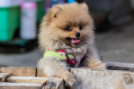 小狗博美犬服装