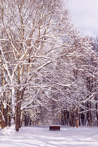 雪树下积雪的长凳。森林。公园里阳光明媚的冬日。冬天