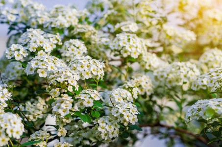 白花灌木绣在阳光下图片