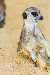 猫鼬 Suricata suricatta 坐在沙地上守卫和安全