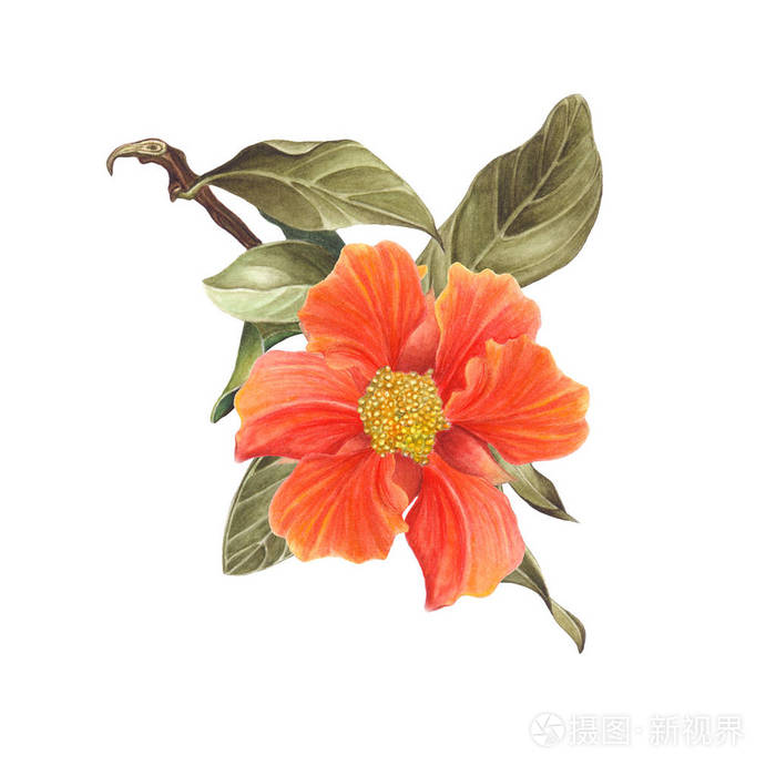 白色背景下的水彩石榴花