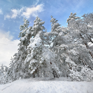 冬季仙境在雪中