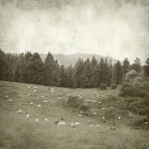 纹理旧纸背景与大加那利岛景观羊群羊