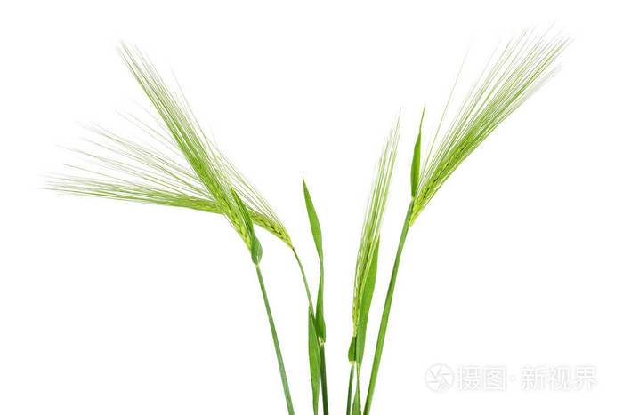 白底大麦绿小穗