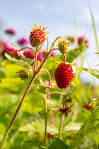 特写的成熟野生草莓挂在草地上茎。户外拍摄