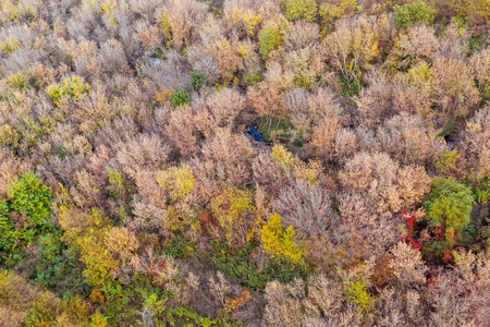 秋季森林背景鸟瞰图。五颜六色的树木的自然纹理。来自无人机的照片