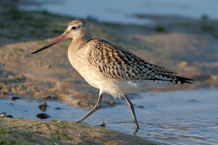 (滨鹬 alba) 的欧洲鸟紫鹬长尾大嘴鹬鹬常见的矶鹬鸟欧洲的桑德林
