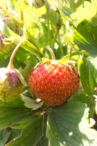 特写的成熟野生草莓挂在草地上茎。户外拍摄