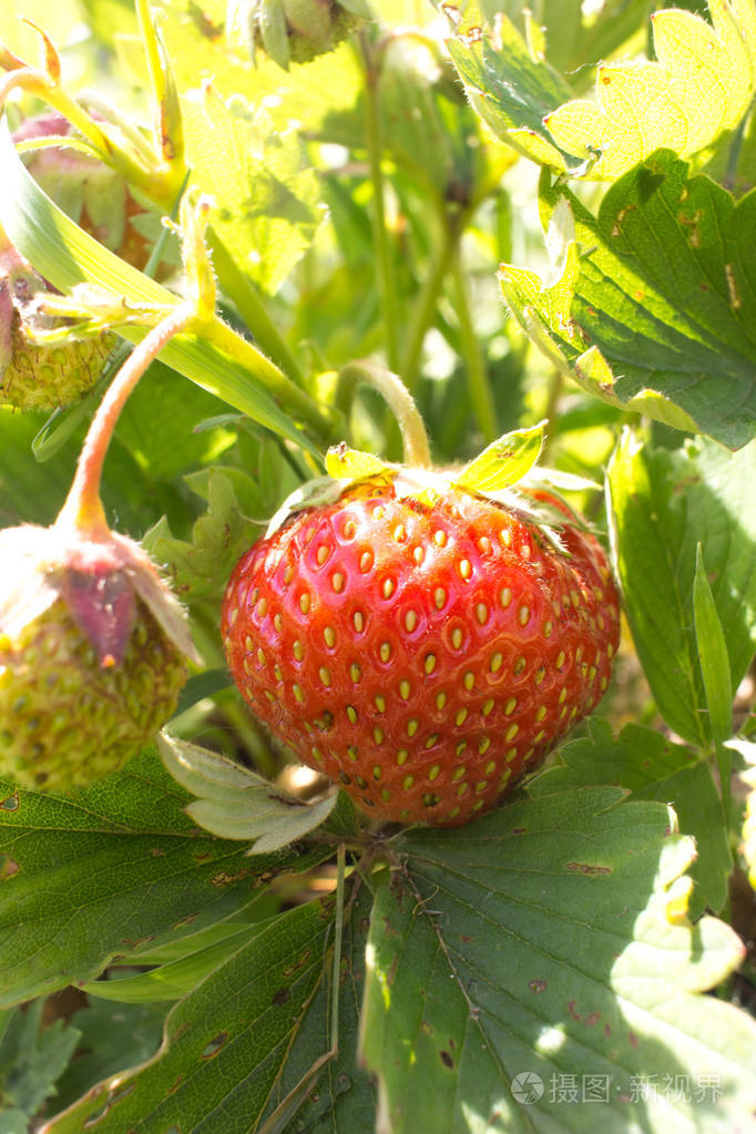 特写的成熟野生草莓挂在草地上茎户外拍摄