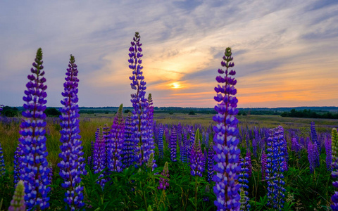 日落的草地上的 Lupines