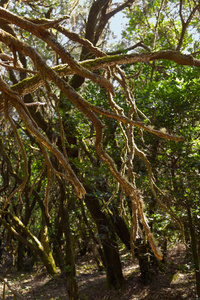 在拉戈梅拉岛加那利西班牙雨林
