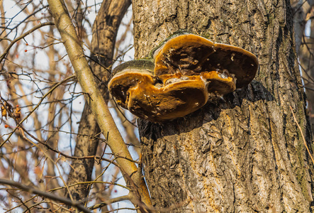 一棵老棕色的树上有一个黄色和棕色的蘑菇