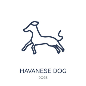 哈瓦尼斯狗图标。从狗收藏的哈玛尼斯狗线性符号设计。简单的大纲元素向量例证在白色背景