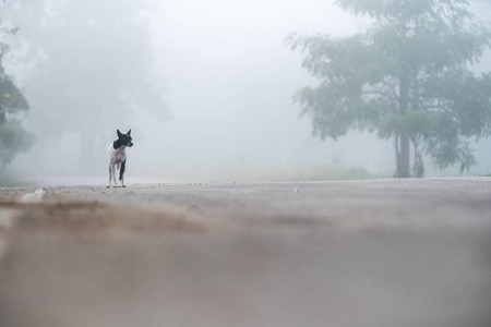 雾中有一只漂亮的狗的路