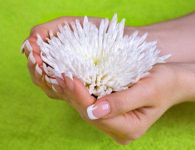 白菊花花与女人的手