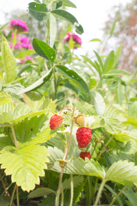特写的成熟野生草莓挂在草地上茎。户外拍摄