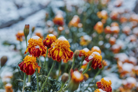 第一场雪落在橙色和黄色的花朵上。花冻死于第一霜