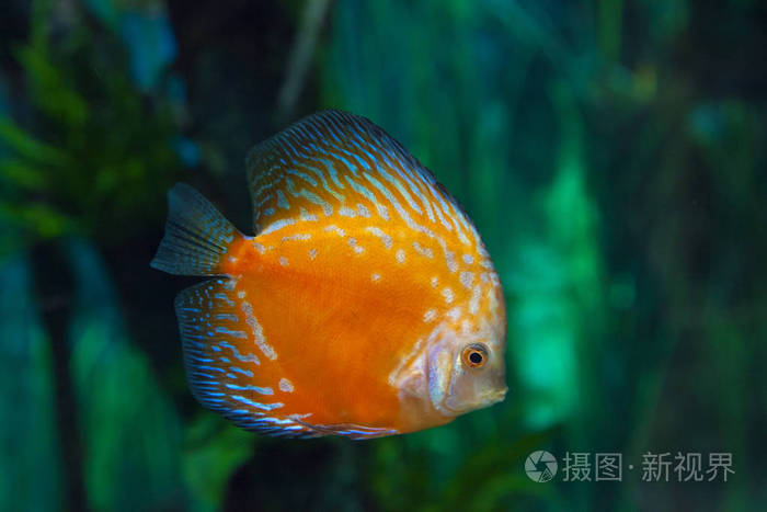 异国情调的水族馆背景与橙色和蓝色铁饼鱼