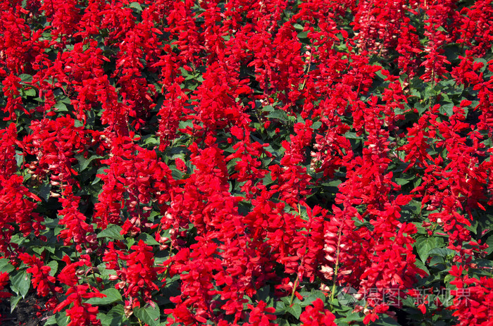 一串红的花坛
