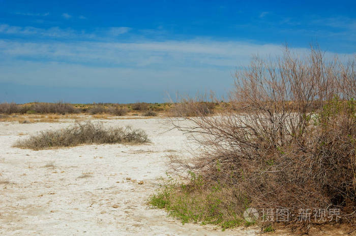 盐水, 盐沼.埃托沙荒地.单一的灌木.哈萨克斯坦