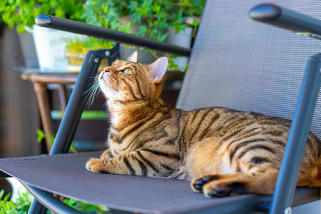 美丽的孟加拉猫在阳台上玩耍, 洗自己, 感觉昏昏欲睡或嬉戏。小老虎