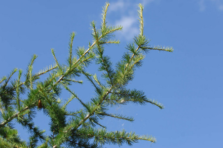 针叶林落叶松树。落叶松蜕膜, 共同命名的欧洲落叶松, 是一种落叶松, 原产于中欧的山脉, 在阿尔卑斯和山脉以及