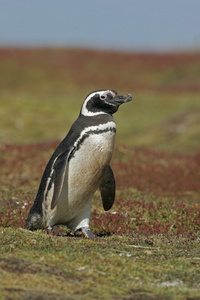 麦哲伦企鹅，spheniscus magellanicus