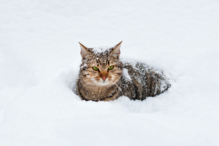 猫坐在森林里的雪