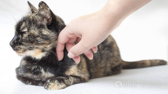 无动于衷的高级玳瑁猫被女性手抚摸。妇女抚摸无私的猫看着远