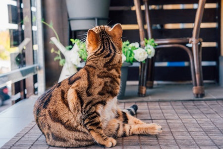 美丽的孟加拉猫在阳台上玩耍, 洗自己, 感觉昏昏欲睡或嬉戏。小老虎