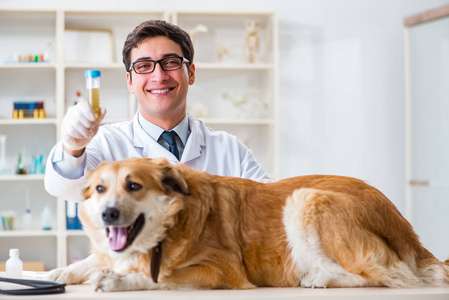 医生检查金猎犬狗在兽医诊所