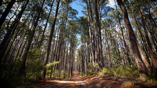 布满灰尘的小道，穿过澳大利亚的森林