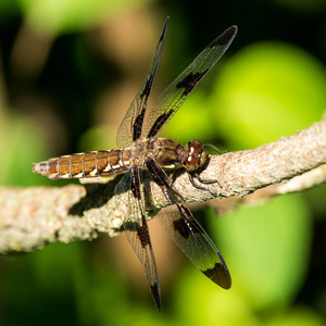 王子 baskettail 蜻蜓