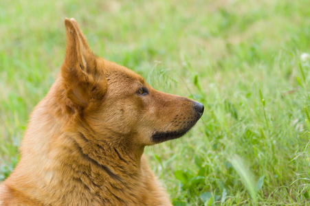 春草中可爱混合犬的户外肖像 侧面图