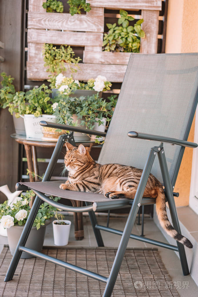美丽的孟加拉猫在阳台上玩耍, 洗自己, 感觉昏昏欲睡或嬉戏.小老虎