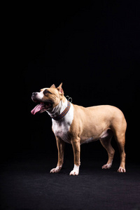 中型法老王猎犬浅黄色美国斯塔福德郡猎犬室内黑色背景照片