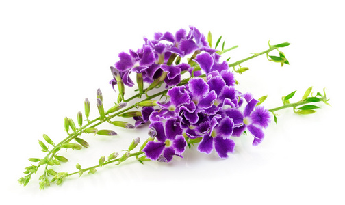 紫色的花，白色上孤立