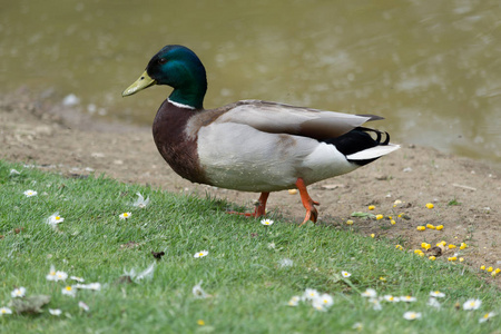 一只鸭子蹒跚在湖边的草地上。