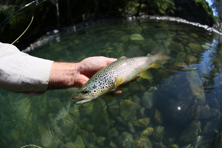 鲑点在渔人手亚东鳟鱼照片