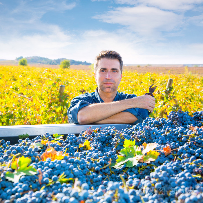 地中海葡萄园农民收获赤霞珠