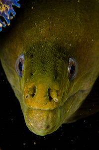 Panamic 绿色的马里鳗鱼 Gymnothorax castaneus, 嘴宽开放休息的海洋礁, 太平洋海洋。墨西哥 P