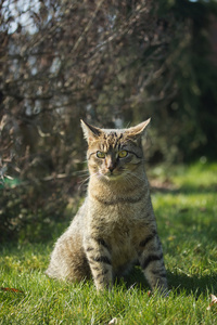 灰色的虎斑猫的小猫