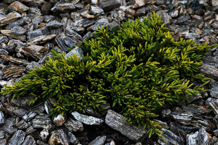 矮的柏树树云杉灌木松树绿色黄杨木侧柏照片