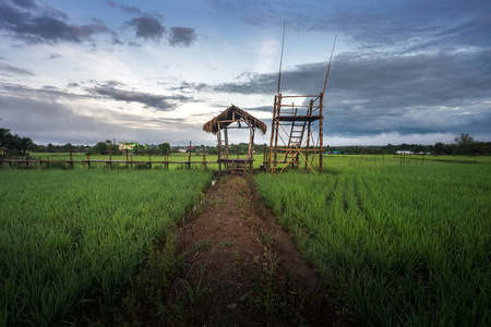 南泰北部绿色稻林中段竹制传统木桥