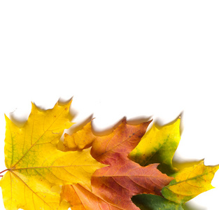 纹理, 背景, 图案。秋天枫叶, 清楚的颜色, 被隔绝在白色背景上