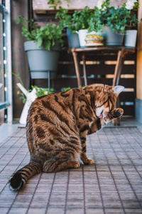 美丽的孟加拉猫在阳台上玩耍, 洗自己, 感觉昏昏欲睡或嬉戏。小老虎