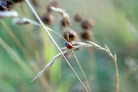在秋天的田野里, 瓢虫在一只耳朵上。野草背景上的昆虫